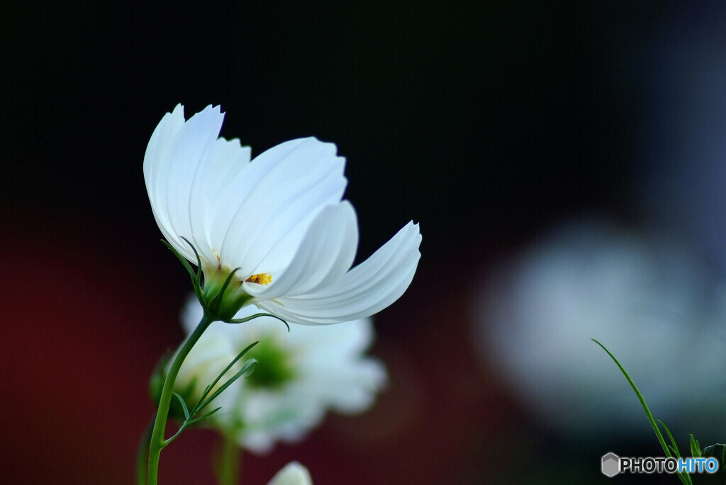 My Life✿秋桜物語