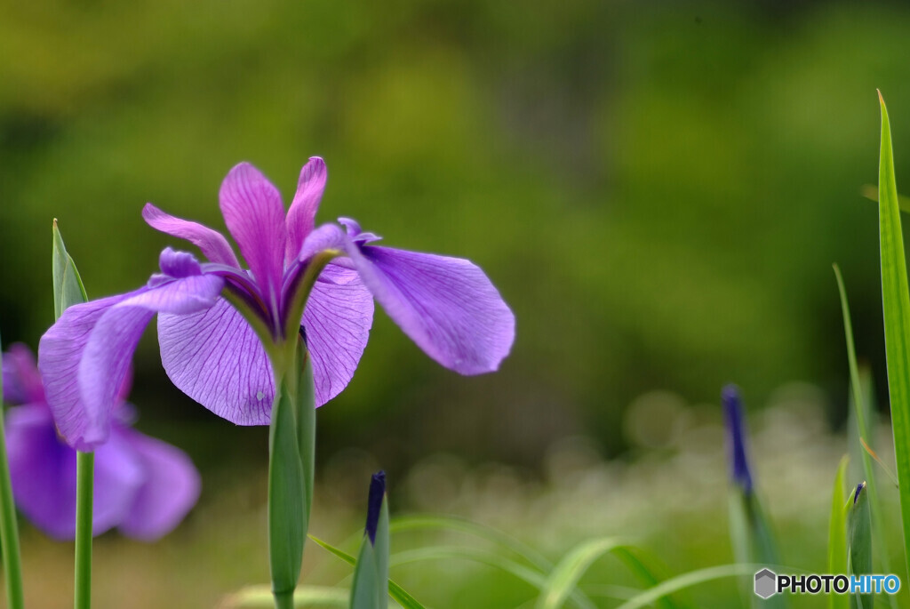 Nice memoriesⅥ✿皐月の風