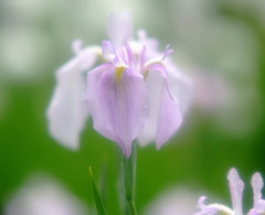 雨物語・華