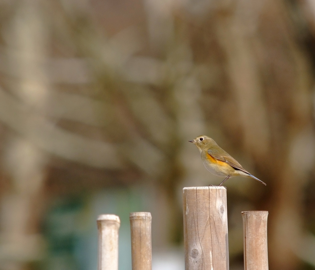鳥に願いを・瑠璃