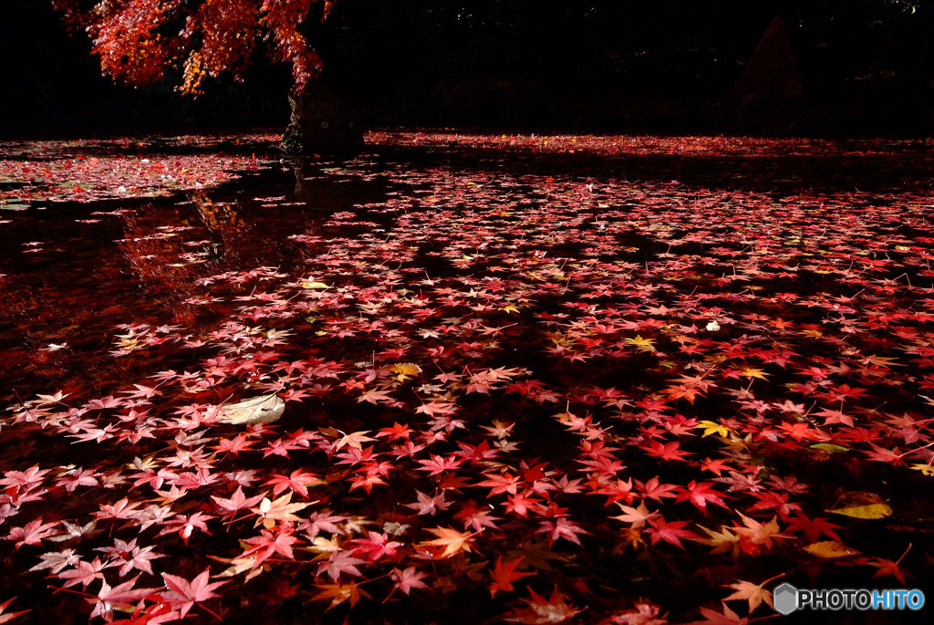 紅葉が散る・2015