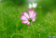 秋のひと時・華