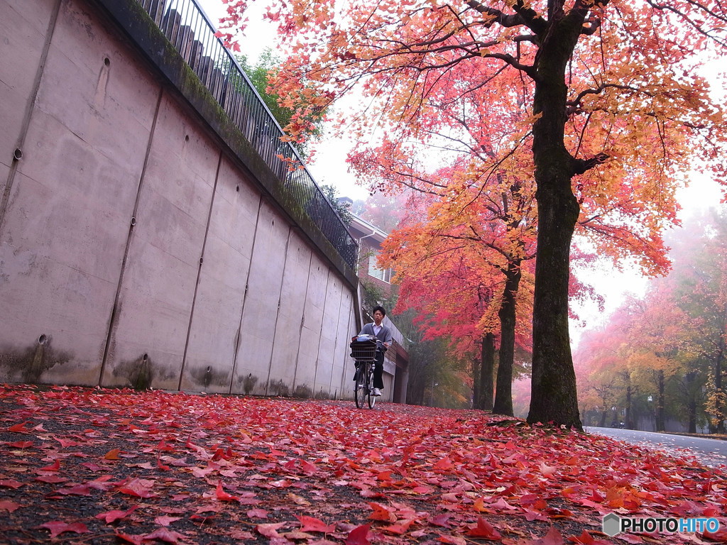 疾走！紅葉の下で