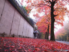 疾走！紅葉の下で