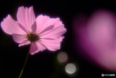 秋風に揺れて❁華