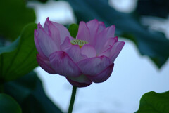 静寂の時間✿蓮
