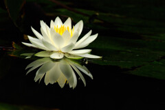 水月の扉✿睡蓮