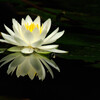 水月の扉✿睡蓮
