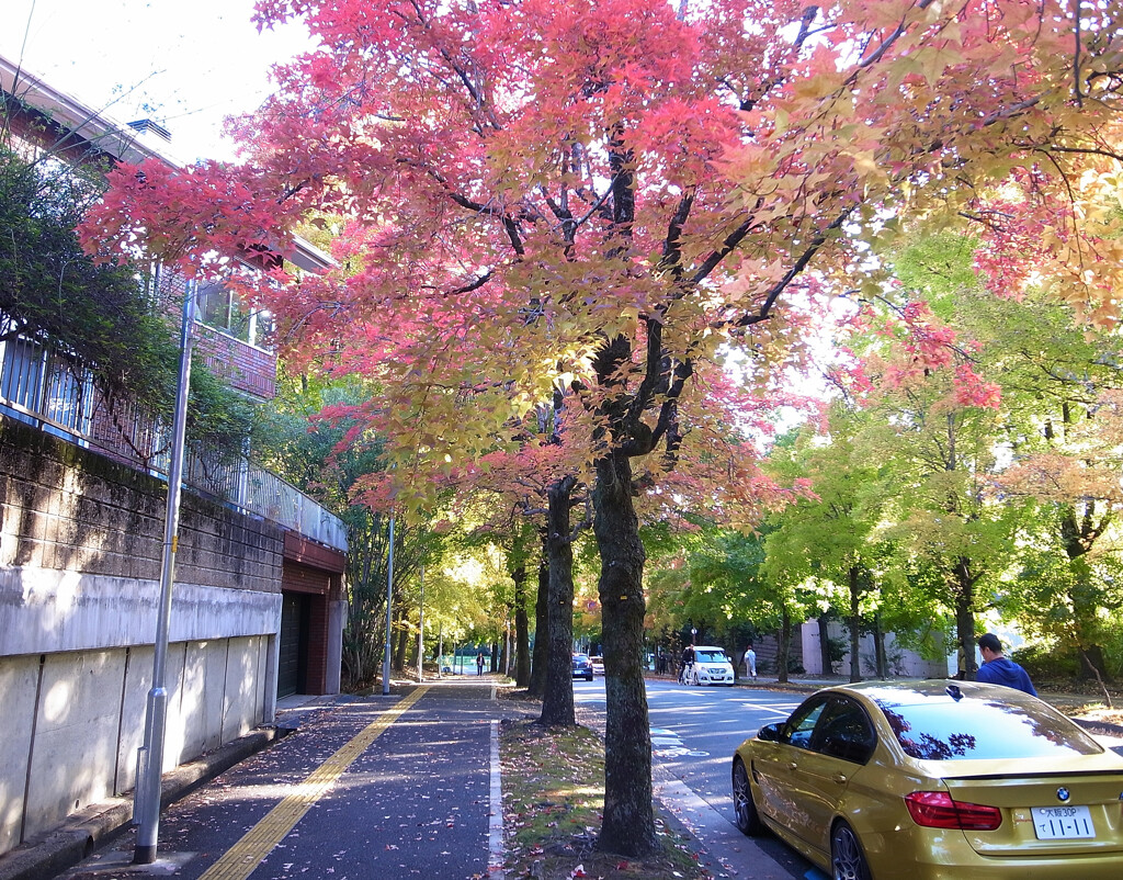 紅葉散歩❁三色彩道2025