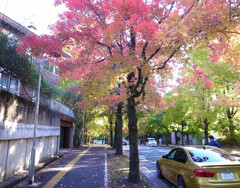 紅葉散歩❁三色彩道2025