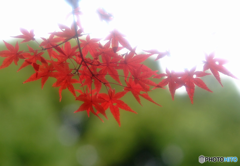 四季折々・紅葉