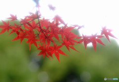 四季折々・紅葉