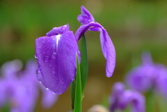 ☂月の誘惑✿Iris laevigata
