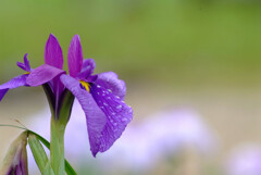 雨を楽しむ✿Japanese iris