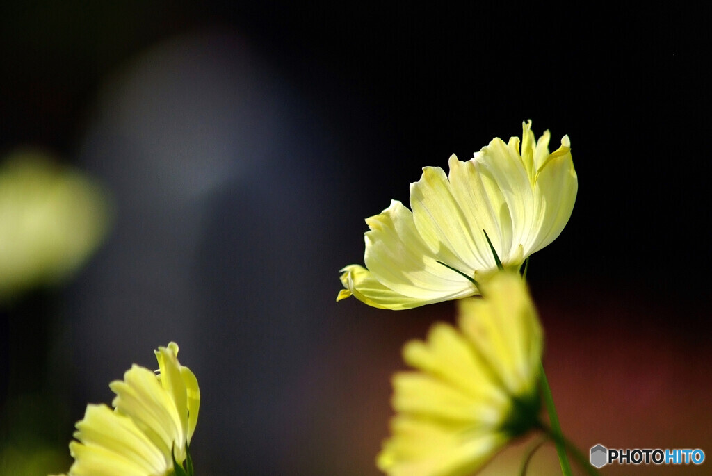 祈り✿Campus Yellow