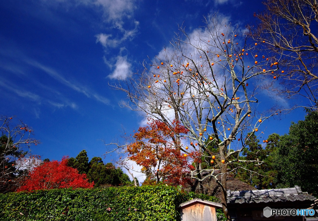 嵯峨野・落柿舎にて
