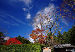 嵯峨野・落柿舎にて