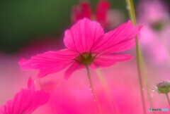 情熱の華✾こすもす