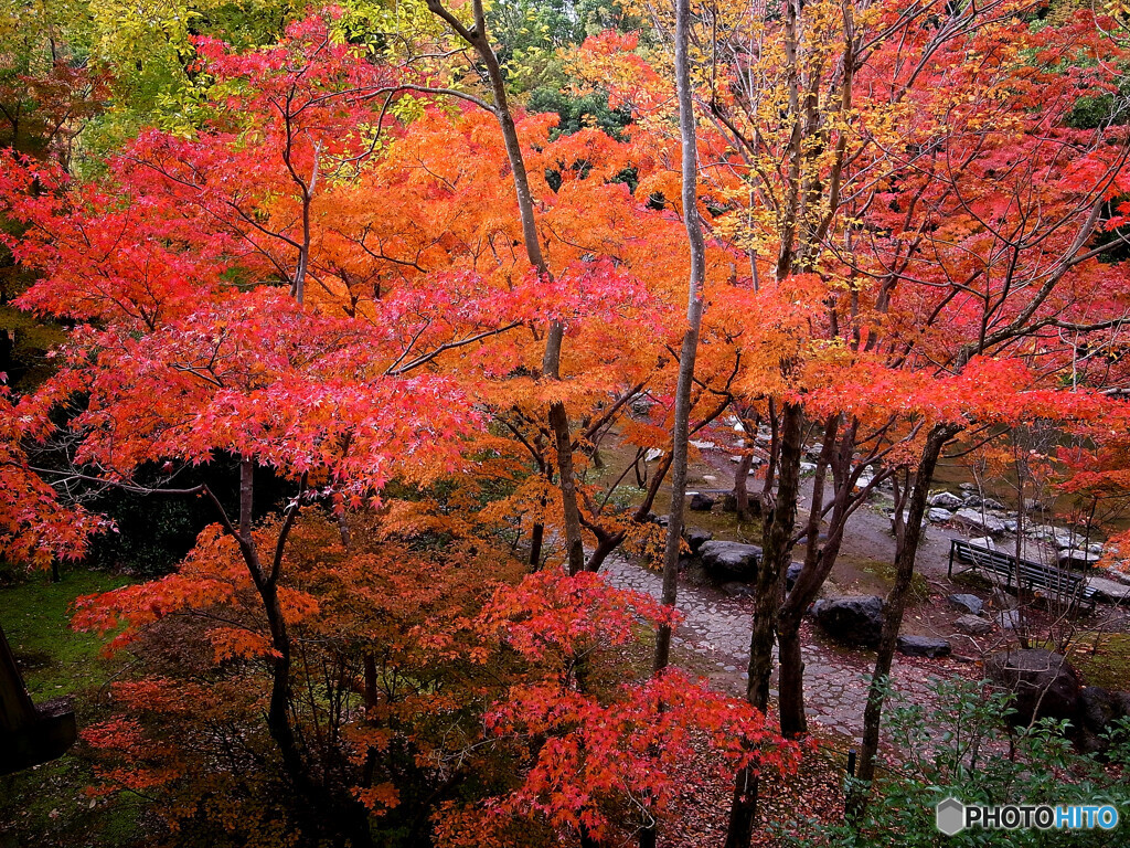 紅葉の艶✿神楽月の朝