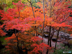 紅葉の艶✿神楽月の朝