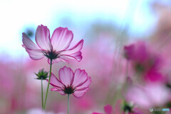 THE COSMOS✿秋色に誘われて