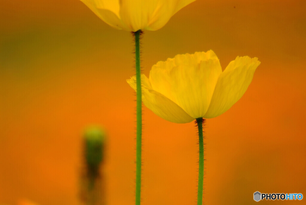 Poppy日記❁卯月の華