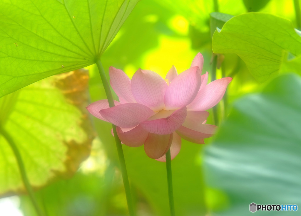 文月の灯・華