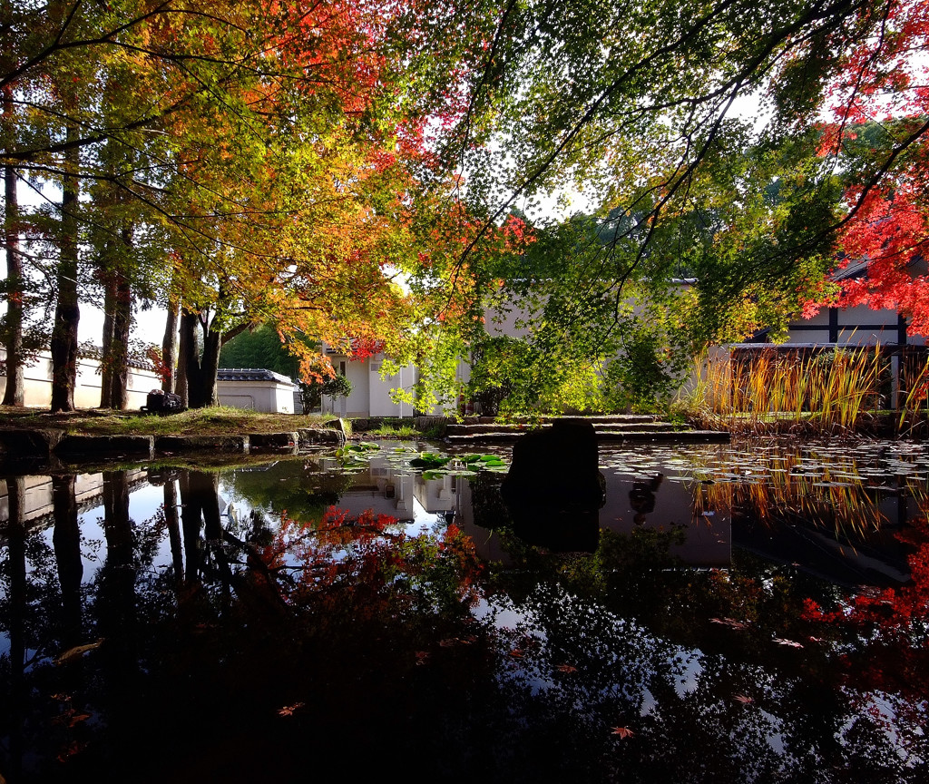 秋からの贈り物・紅葉