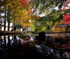 秋からの贈り物・紅葉
