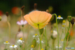 皐月の華✿2022