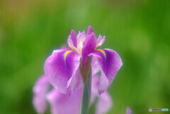 May morning✿菖蒲