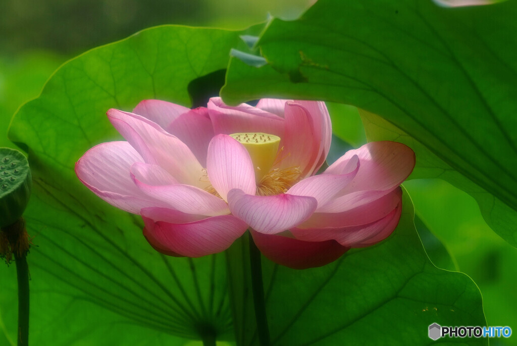 儚くも美しく❁想い蓮