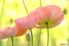 春色に誘われて❁詩