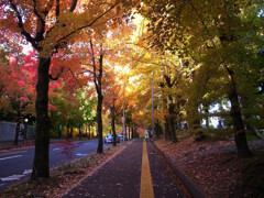 紅葉散歩➒❁三色彩道2025