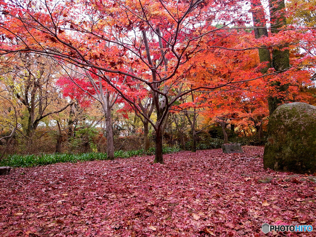 紅葉散歩✿晩秋の朝