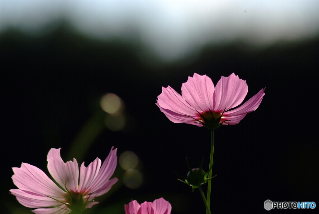 ここに咲く✾秋桜の彩