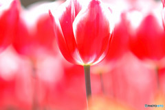 ハートに火をつけて・華