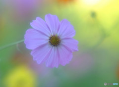 こころの時間・秋桜