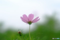 ときめき・秋桜