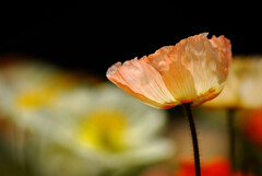 卯月の華✿Poppy
