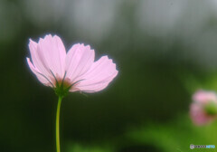 秋の訪れⅡ✿2020