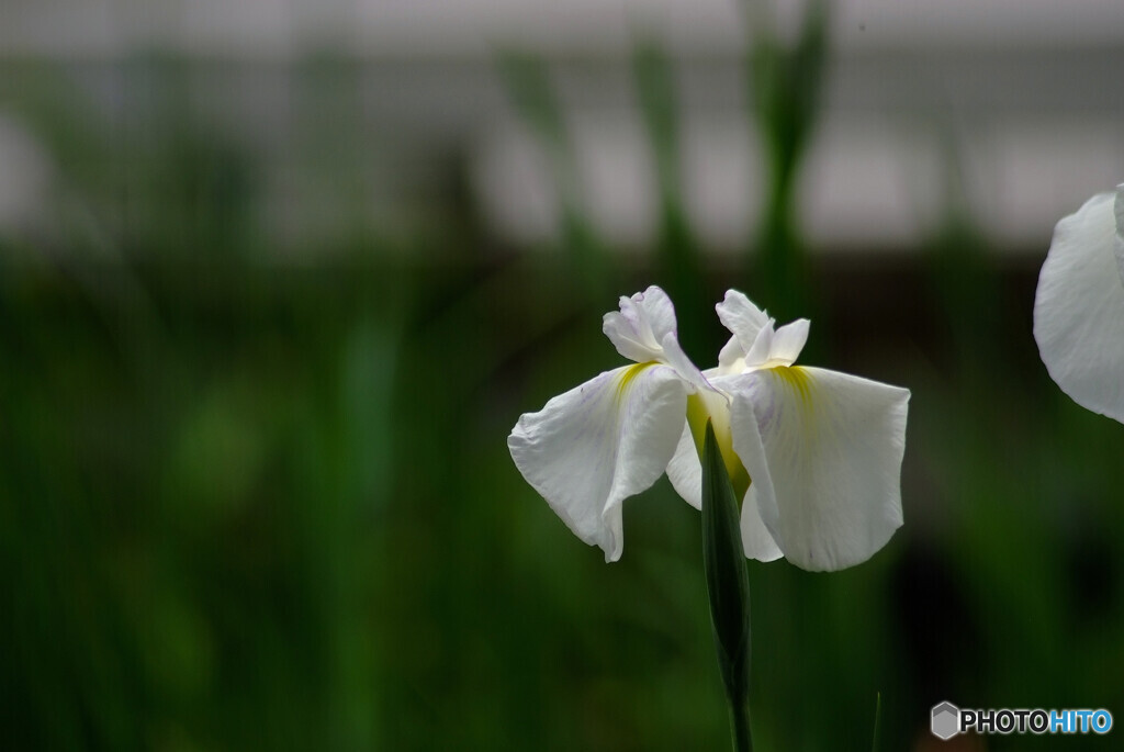 My LifeⅨ✿菖蒲物語