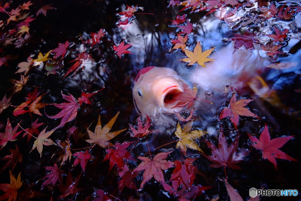 秋のご馳走！・鯉