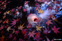 秋のご馳走！・鯉