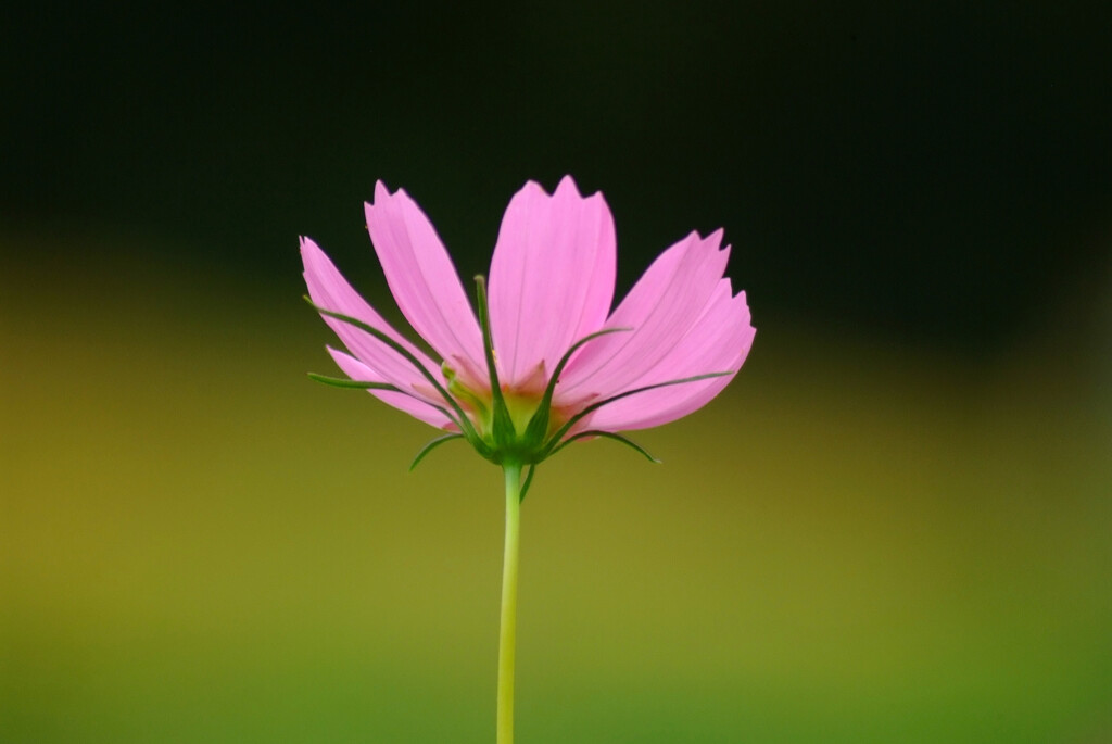 Japanese Beauty✿コスモスの彩