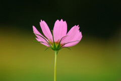 Japanese Beauty✿コスモスの彩
