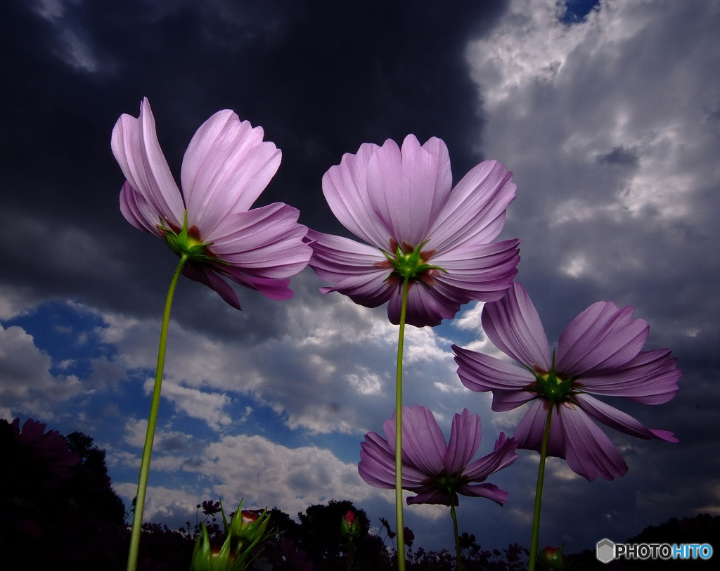 花の丘紀行・（Ⅱ）