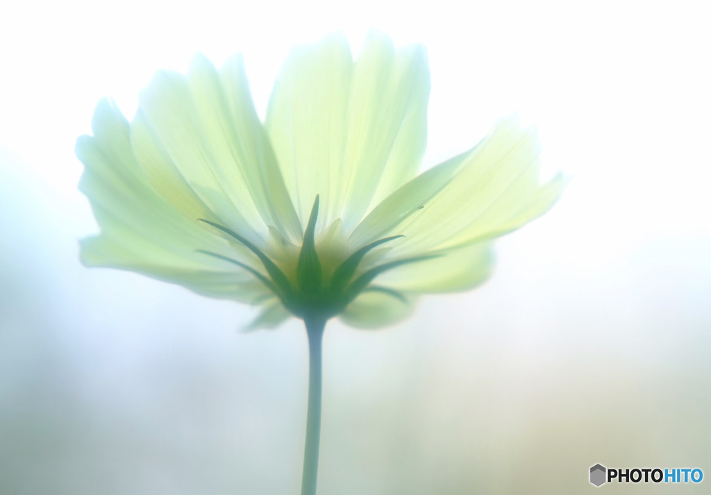 また君に恋してる・華