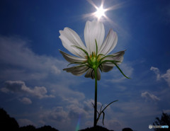 君こそスターだ・秋桜