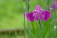 都会のOasis❁和心の華